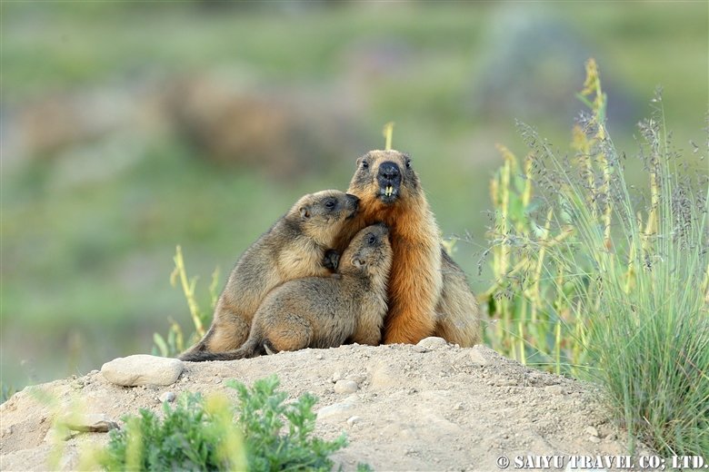 Long-Tailed Marmot in the Summer (Deosai National Park)